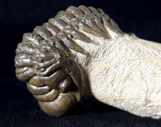 Crotalocephalina gibbus (BEYRICH 1845) - Bild © FossNet FossilienStore
